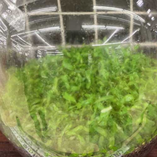 水草