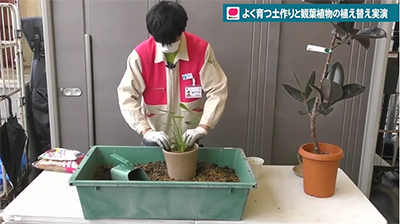 観葉植物の植え替えを西村ジョイ成合店のグリーンアドバイザーが実演
