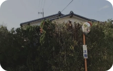 貝塚の生垣剪定事例