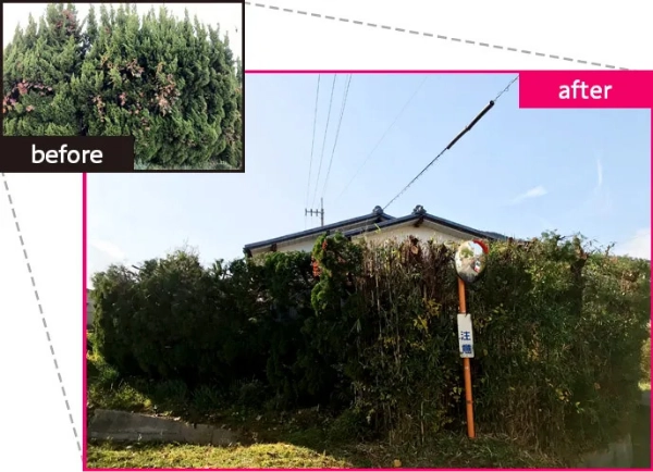 貝塚の生垣剪定事例