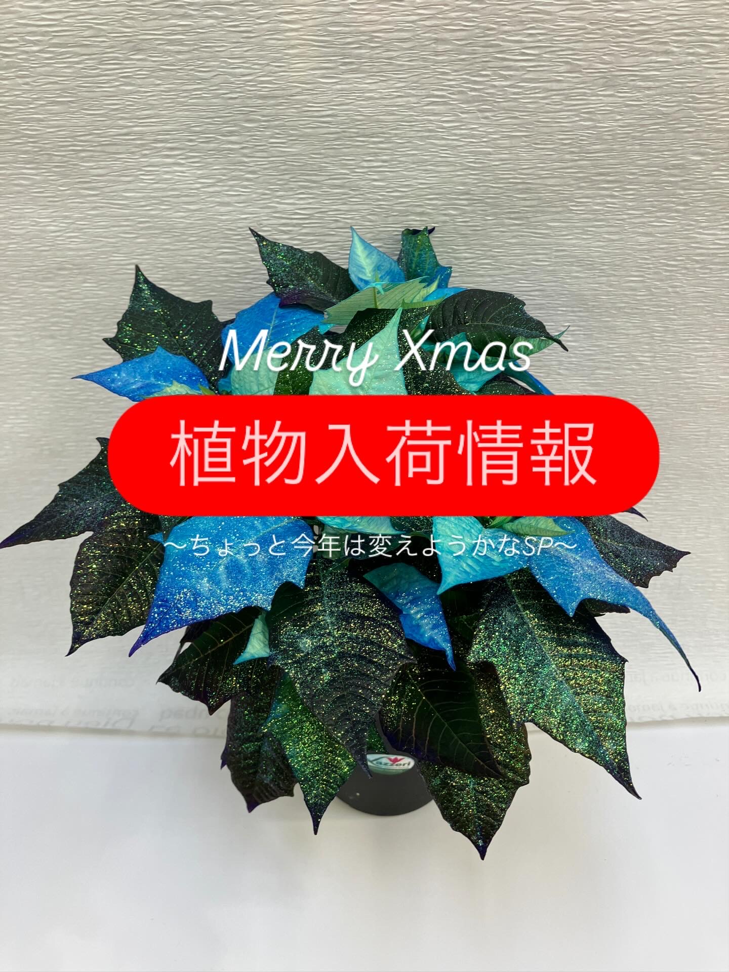 珍しいポイン＆シクラメン登場🎄✨