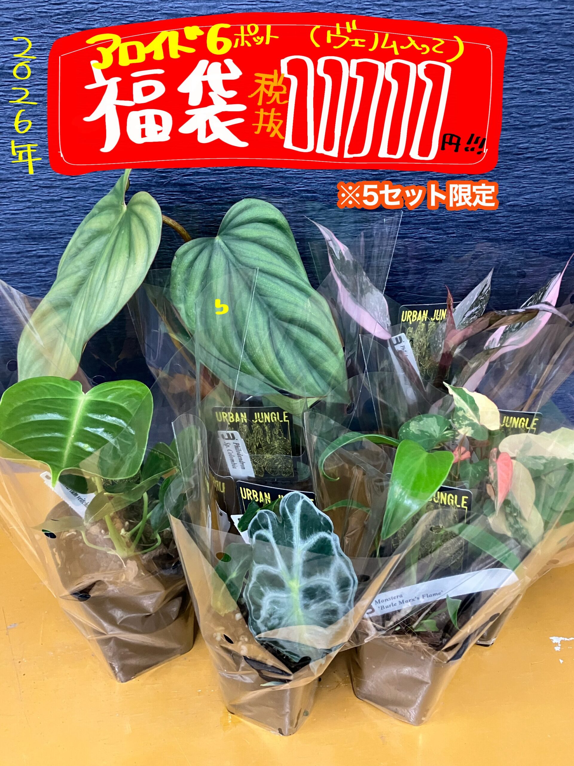 新春🌸植物福袋情報