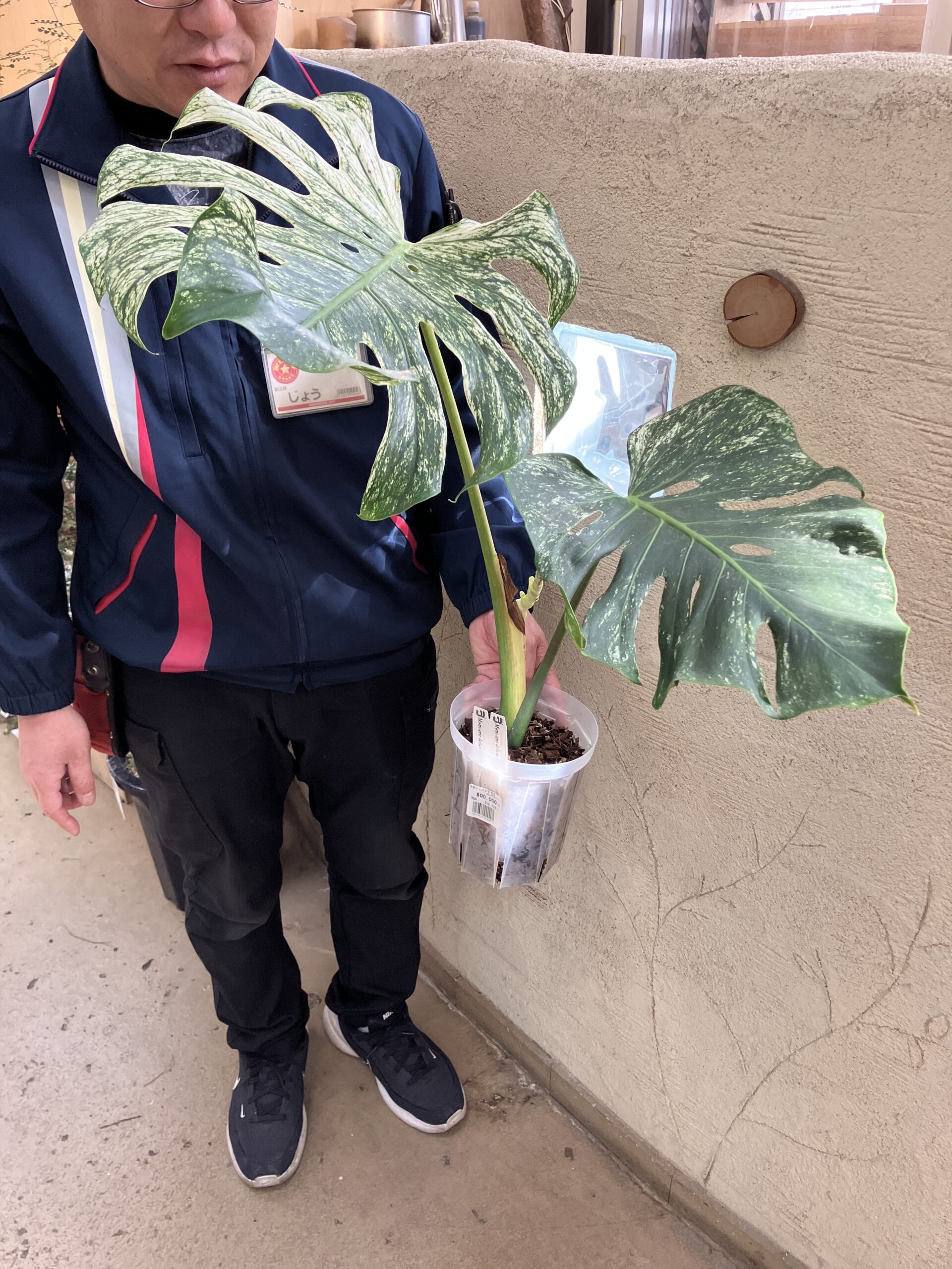 【植物】デビルモンスター登場！