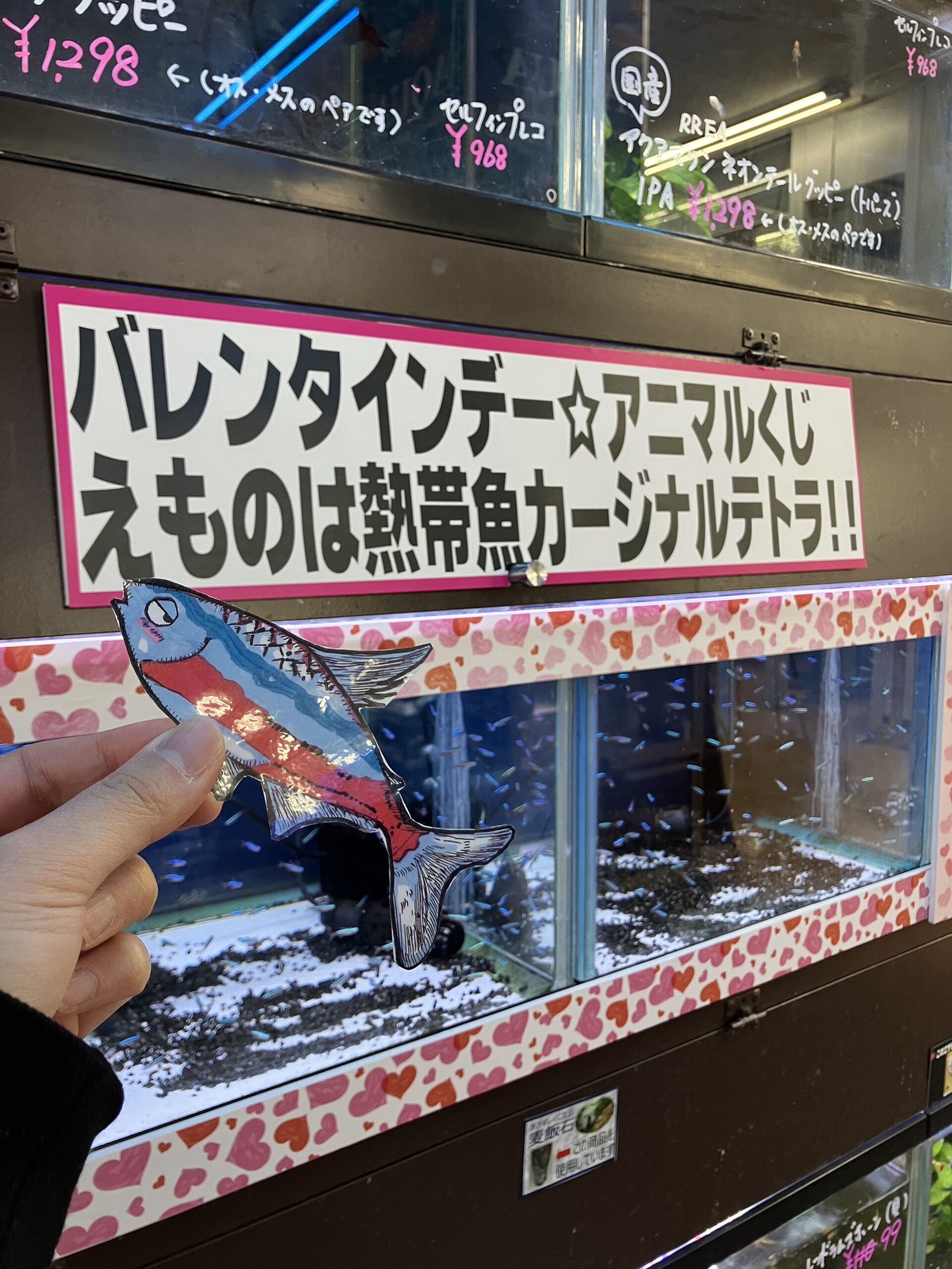 ２月アクアコーナーくじ情報🐟✨