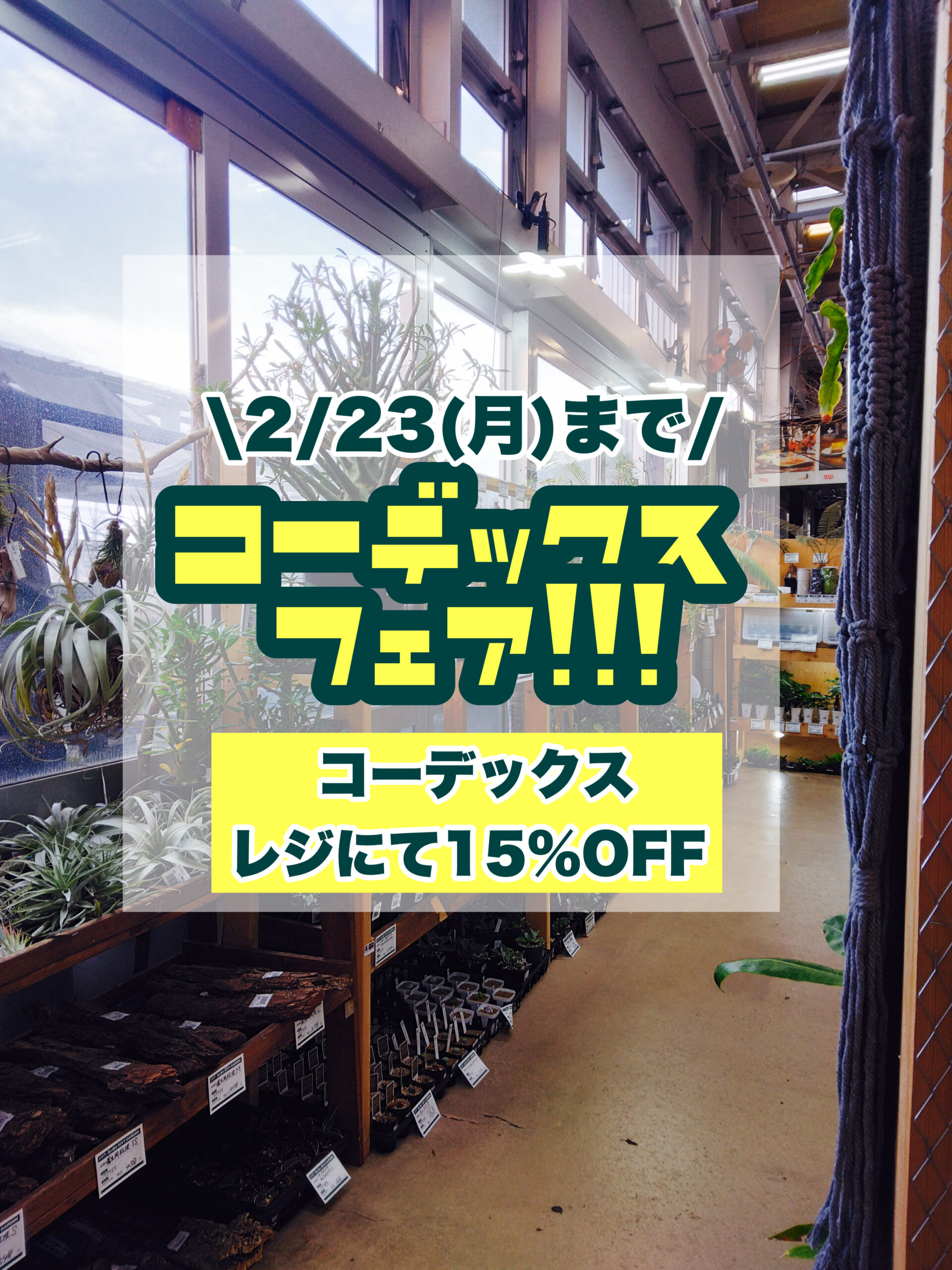 コーデックス15％OFF★2/23(月)まで