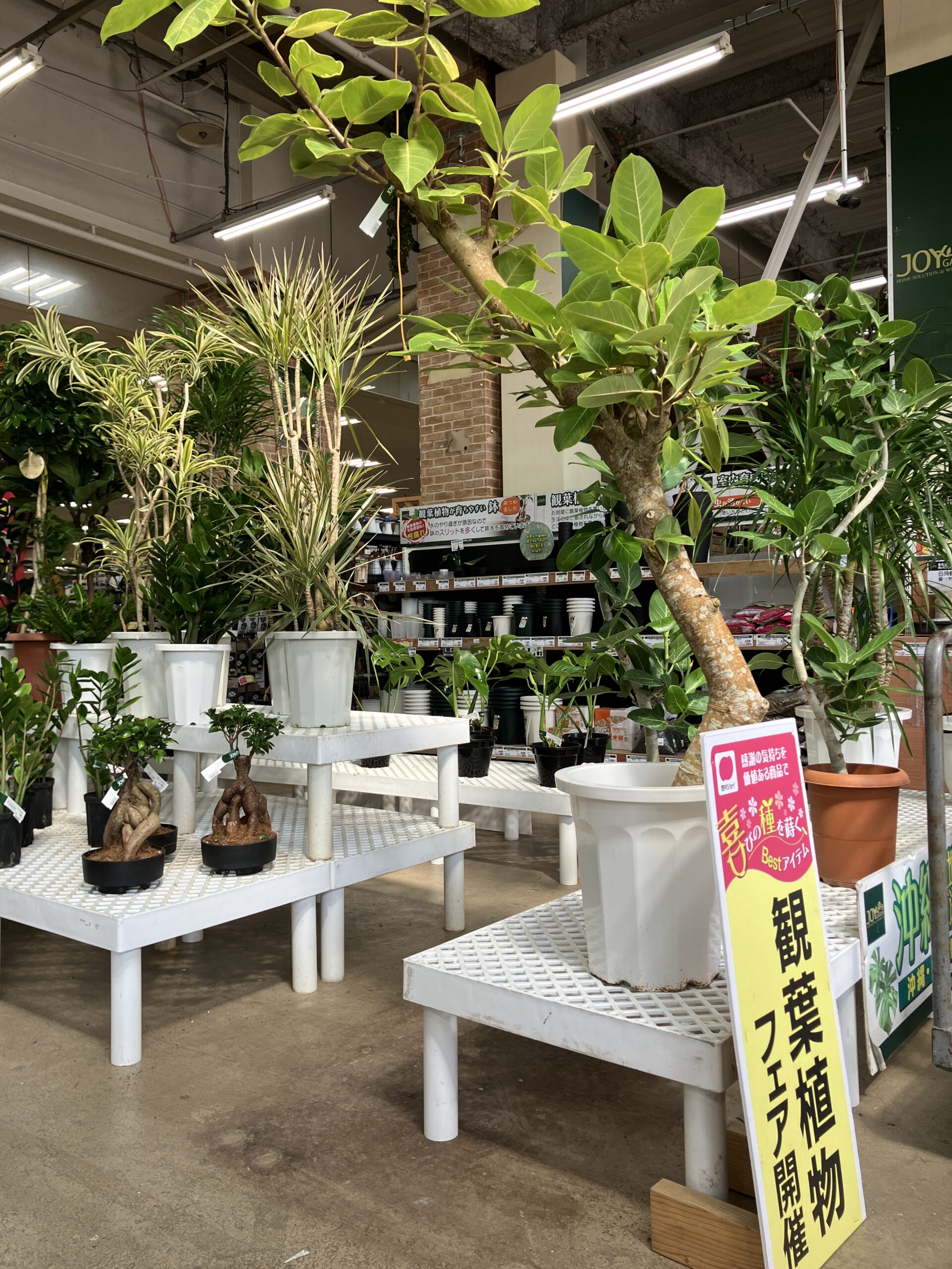 観葉植物フェア開催中！