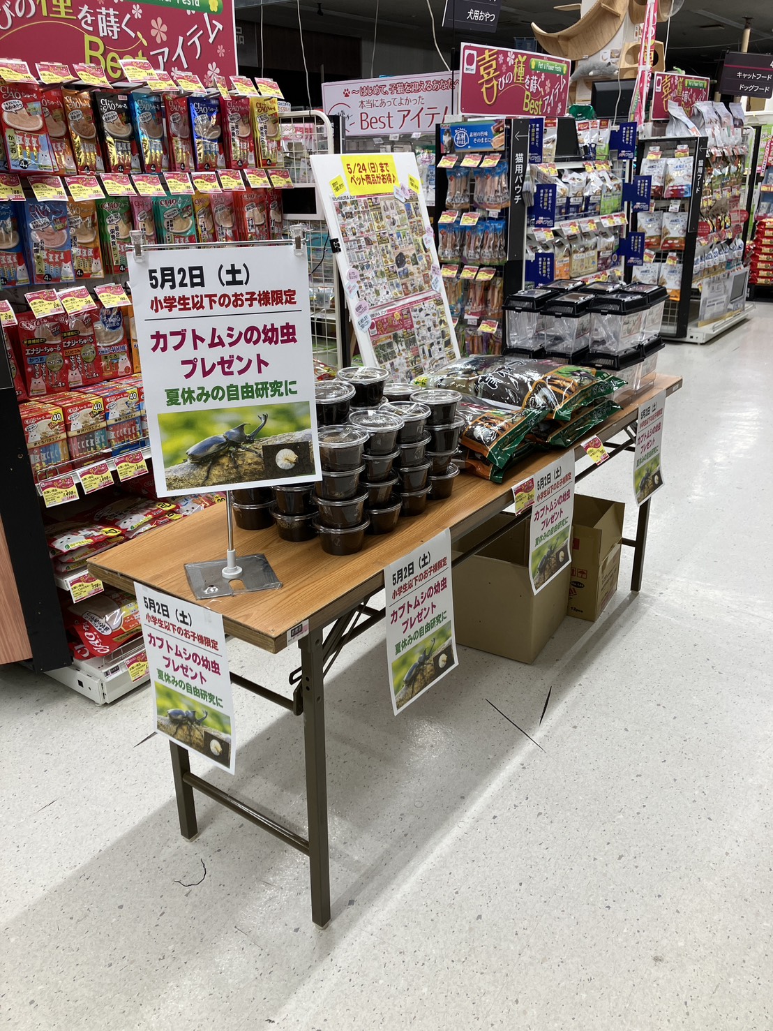 先着50名様限定　カブトムシ幼虫プレゼント