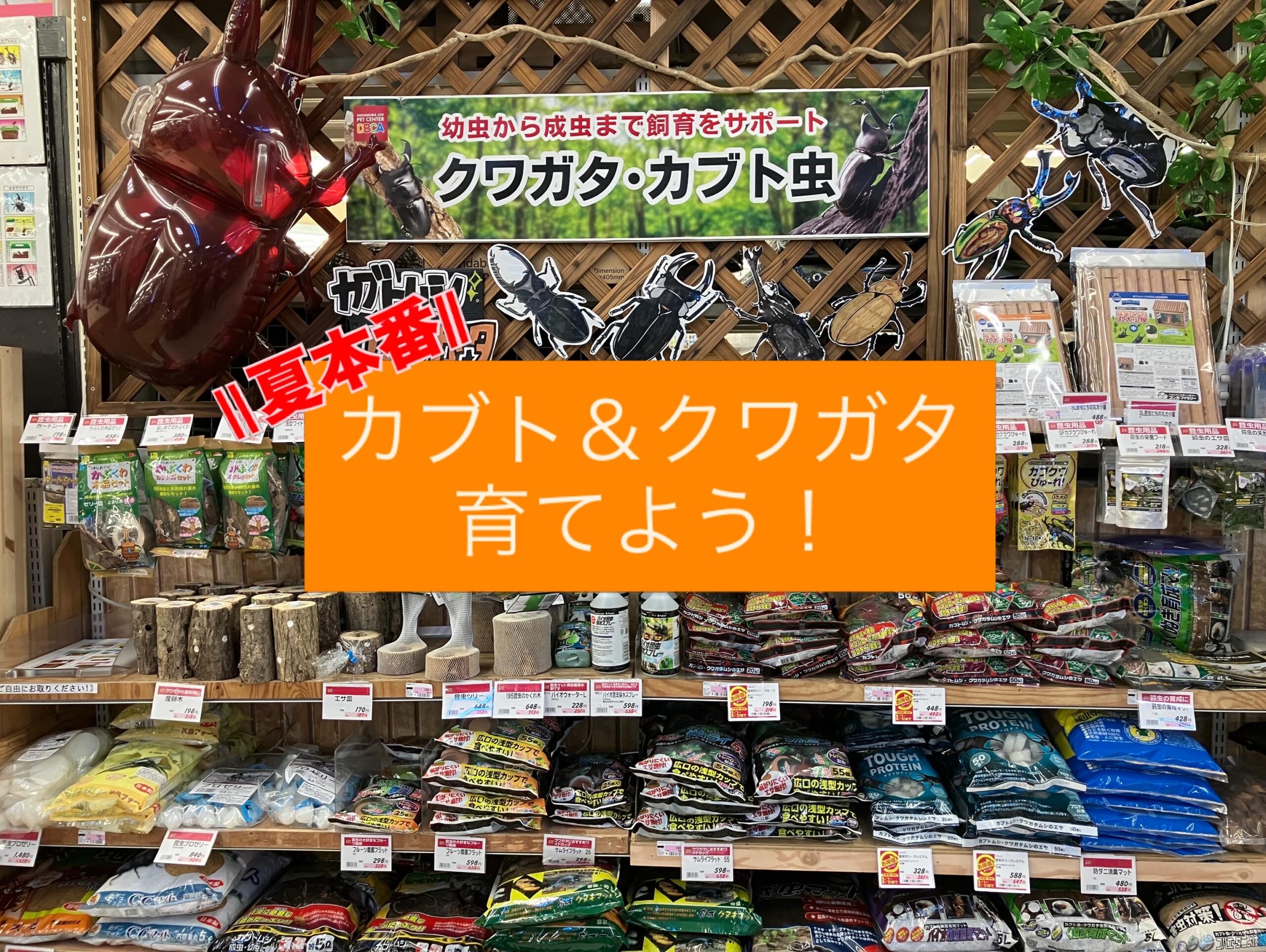 \夏本番/カブト＆クワガタムシを飼おう！