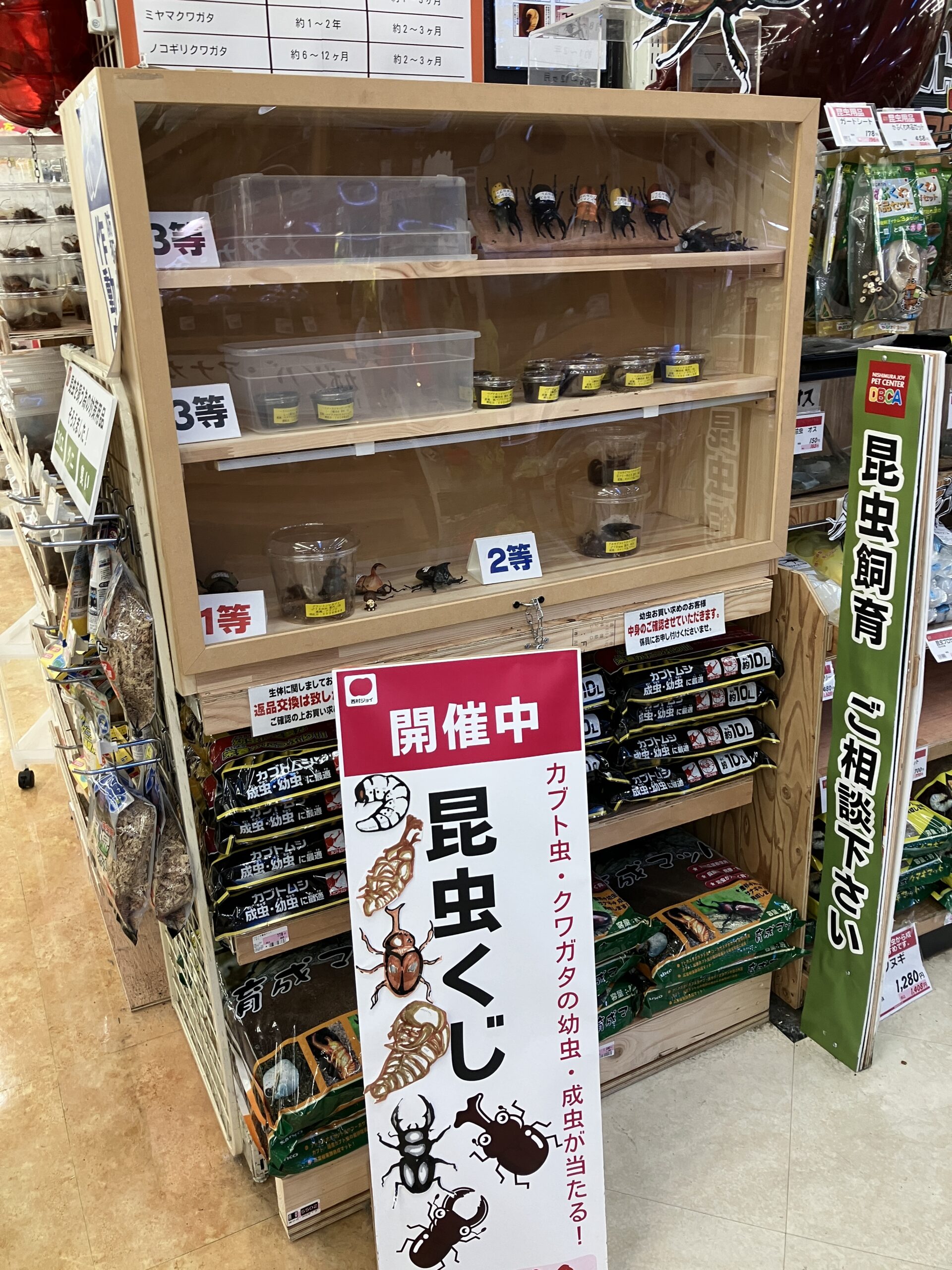 【まもなく！終了】昆虫くじ✨