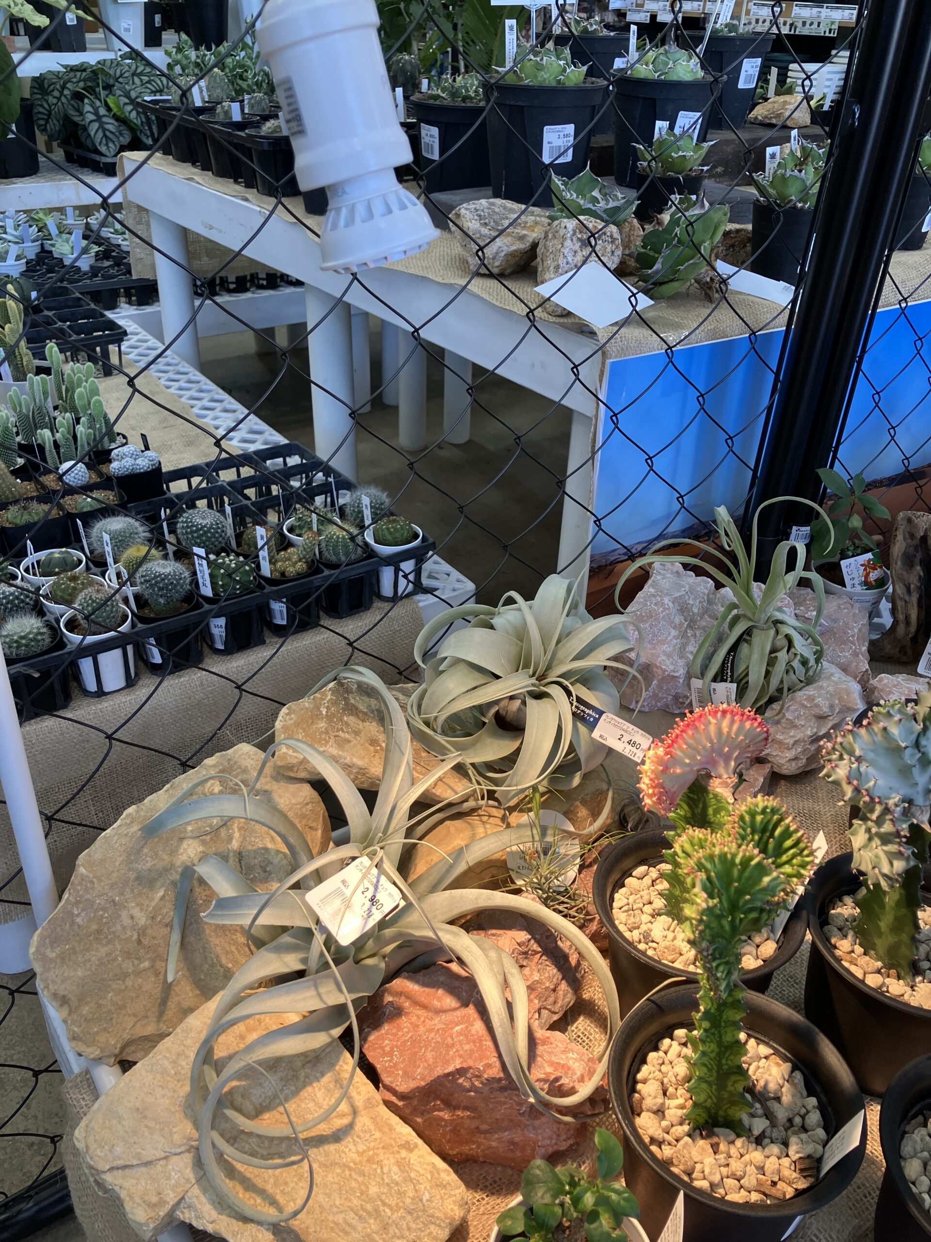 植物×インテリア