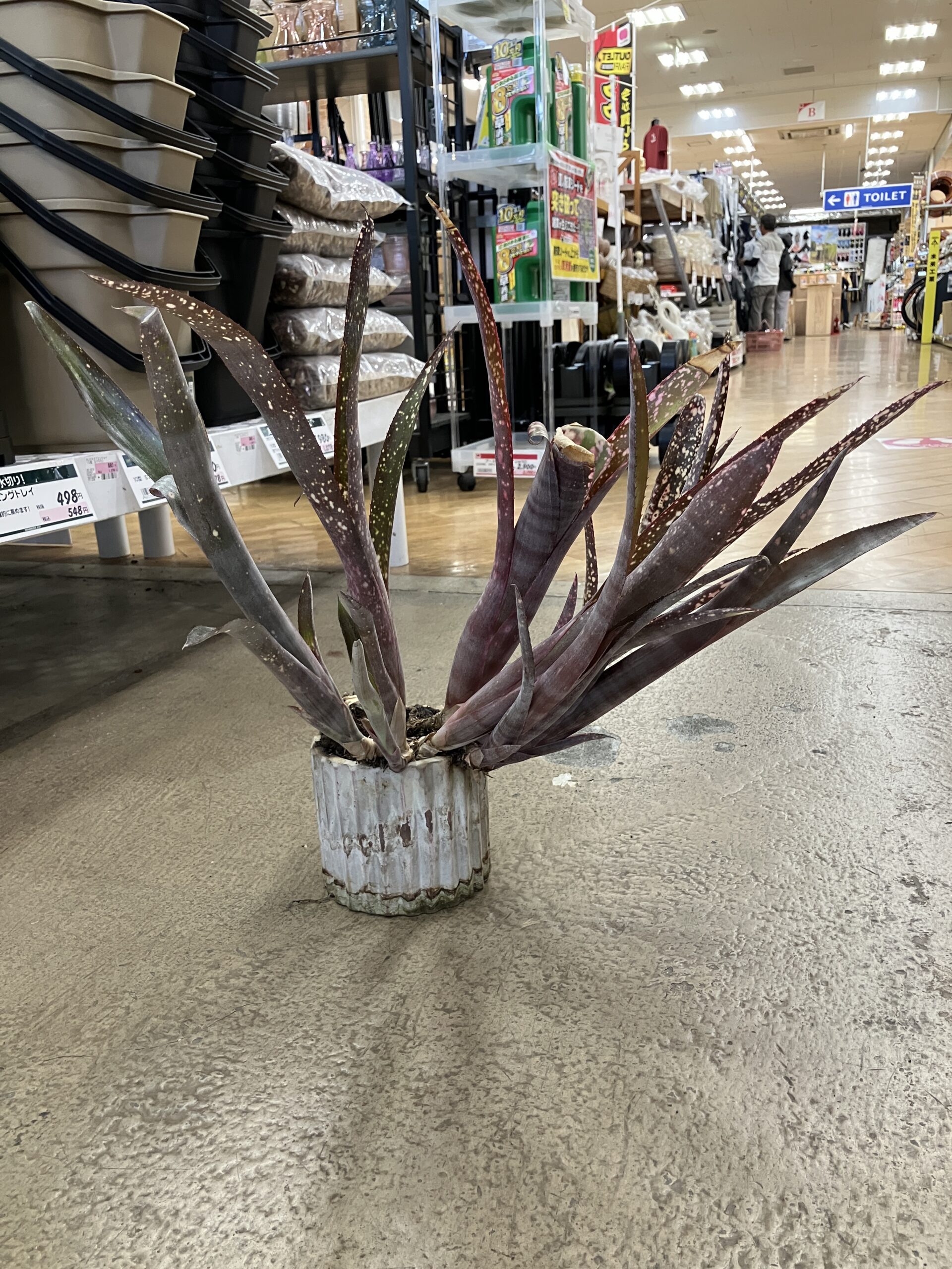 植物入荷情報🌱✨