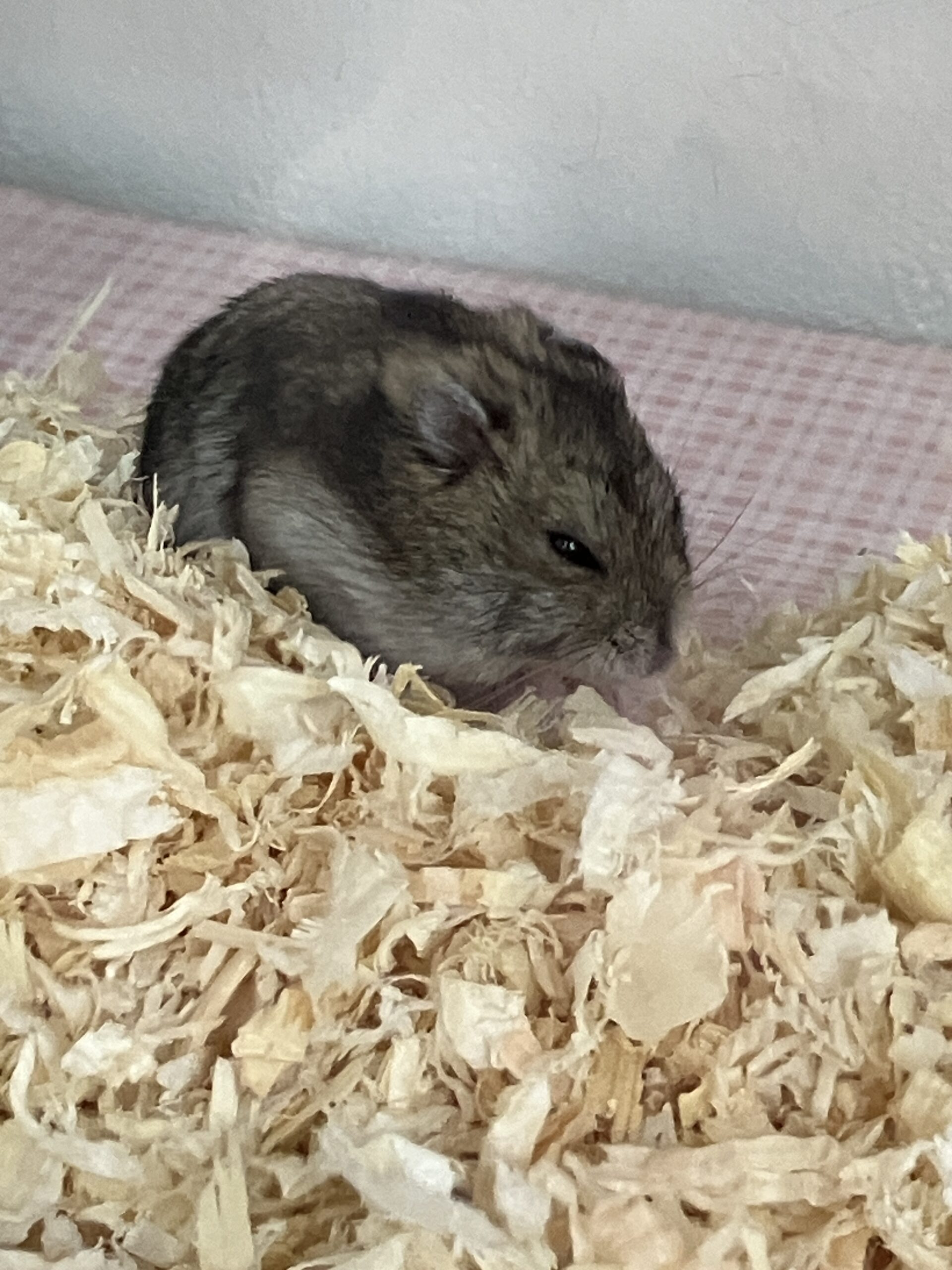 9/22ハムスター飼育ワークショップ受付終了しました🐹