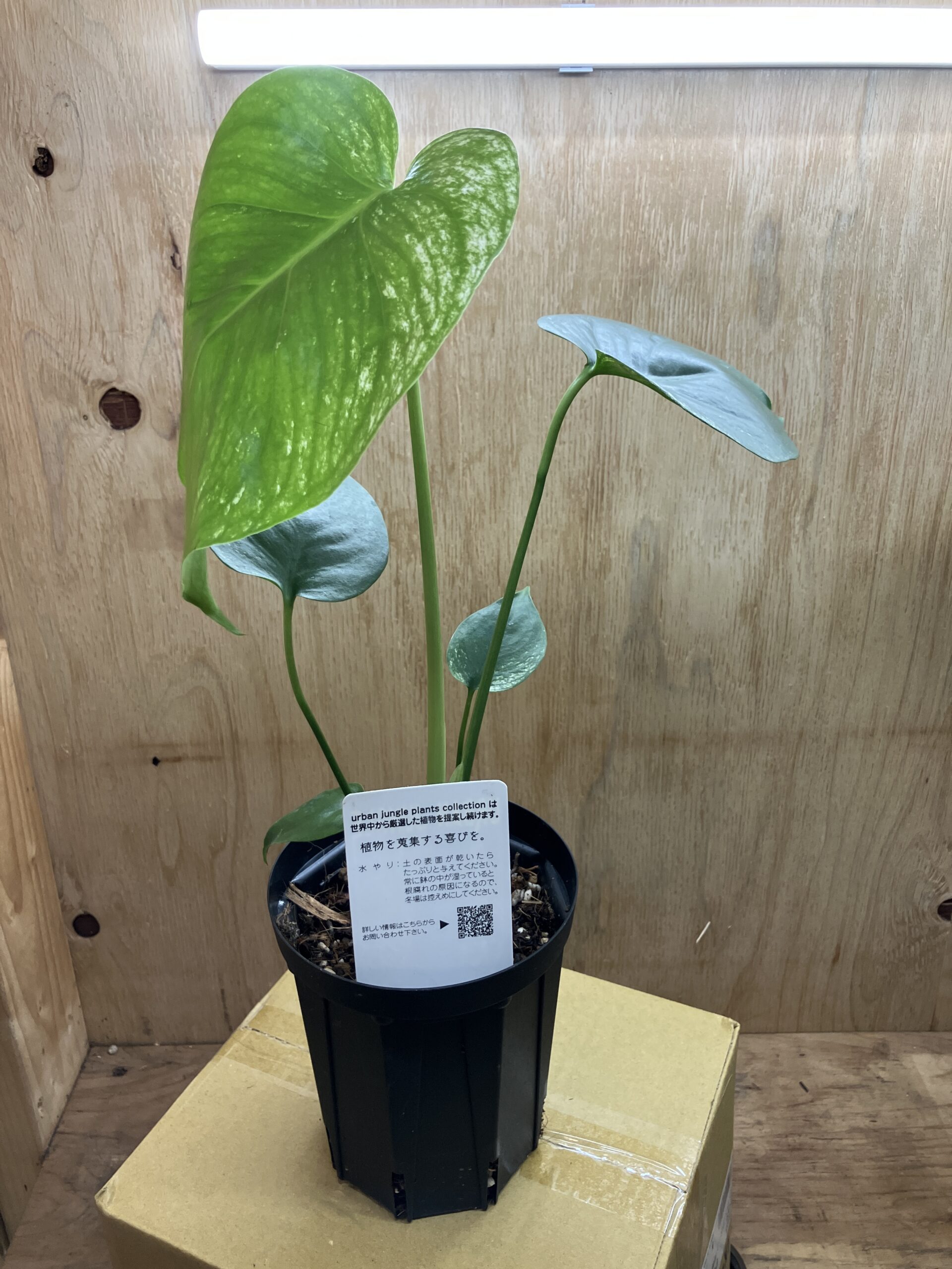 デビルモンスター入荷しました！