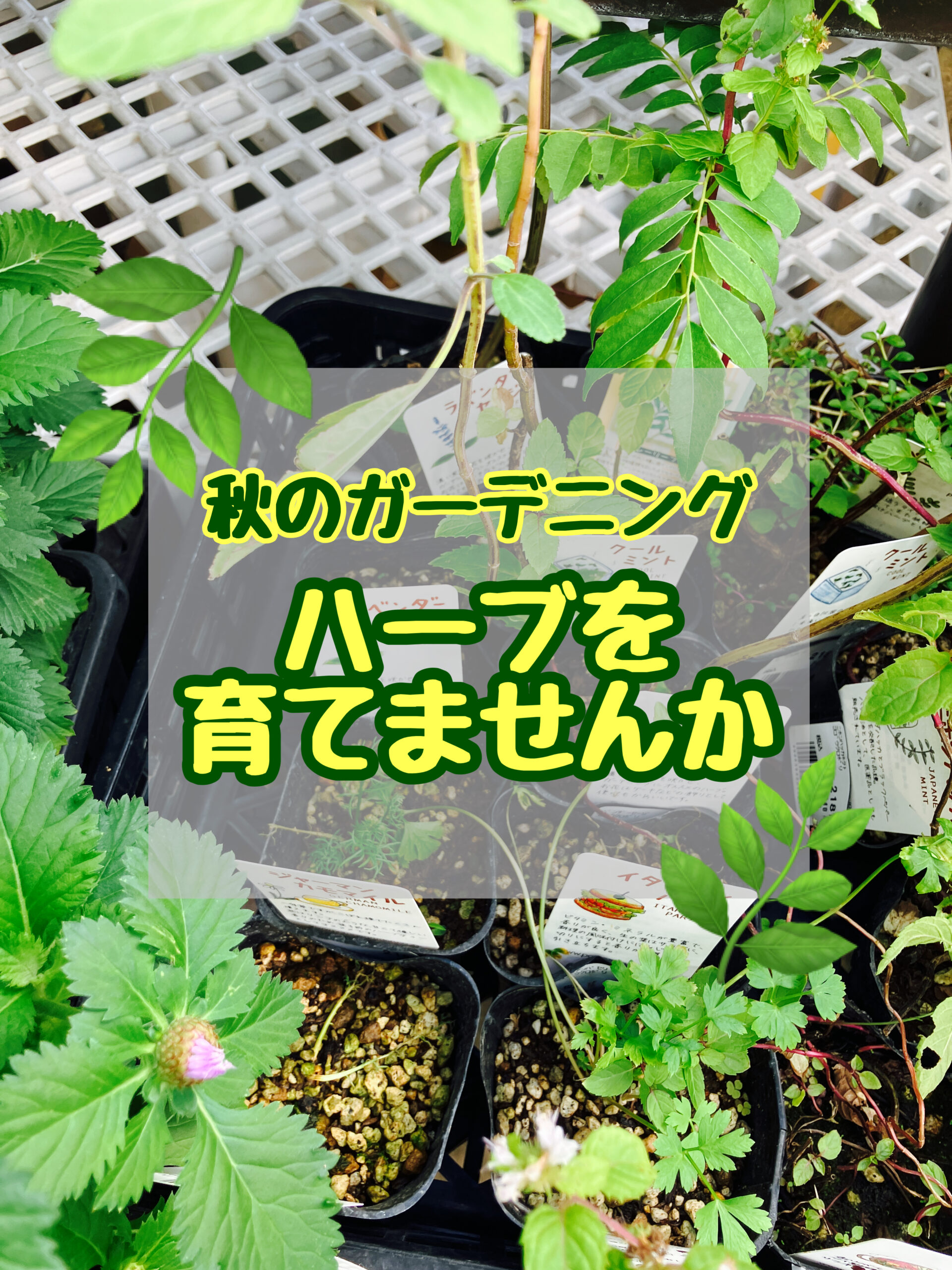 秋のガーデニングにハーブを育ててみませんか？