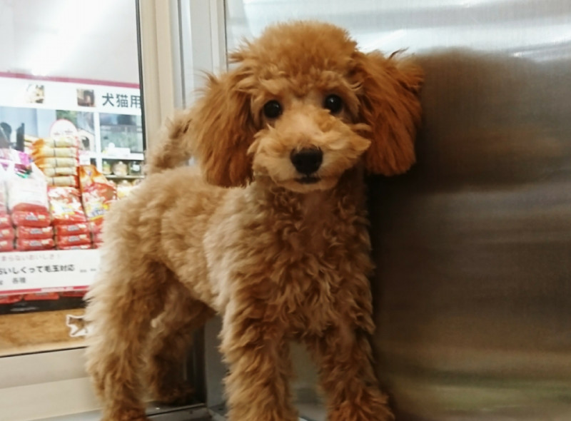 ペット Summer Sale 犬猫 西村ジョイ ペット Summer Sale 犬猫 西村ジョイ