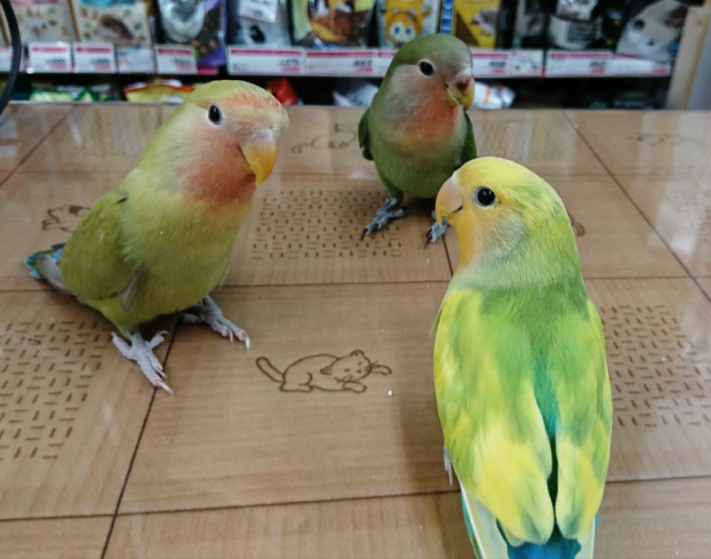可愛いインコさん達 西村ジョイ