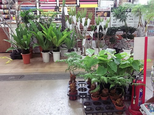 西村ジョイ屋島店 沖縄観葉植物 第2弾が入荷しました 西村ジョイ 西村ジョイ屋島店 沖縄観葉植物 第2弾が入荷しました 西村ジョイ