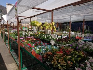新しい苗 続々入荷 西村ジョイ