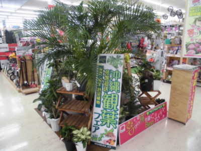 観葉植物に癒されませんか 西村ジョイ