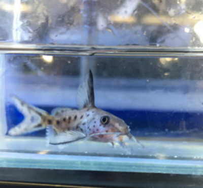 お魚入荷情報 西村ジョイ