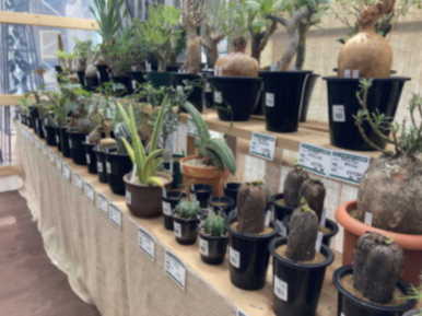 多肉植物コーナー新作続々入荷 西村ジョイ