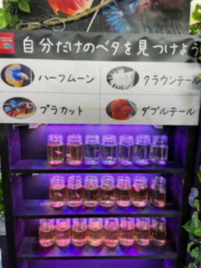 Dbcaデビシア 西村ジョイ