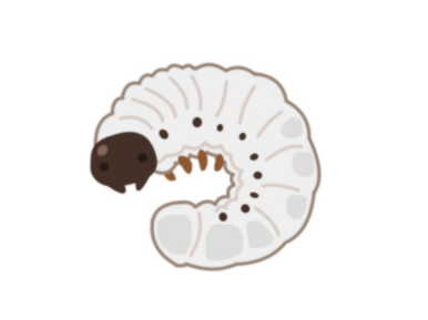 昆虫好きのお客様必見 西村ジョイ